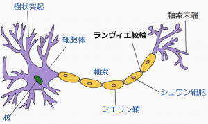 1200px-Neuron_Hand-tuned.svg