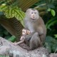 cocotree_monkey